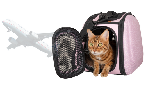 The image of a cute cat in a cat carrier